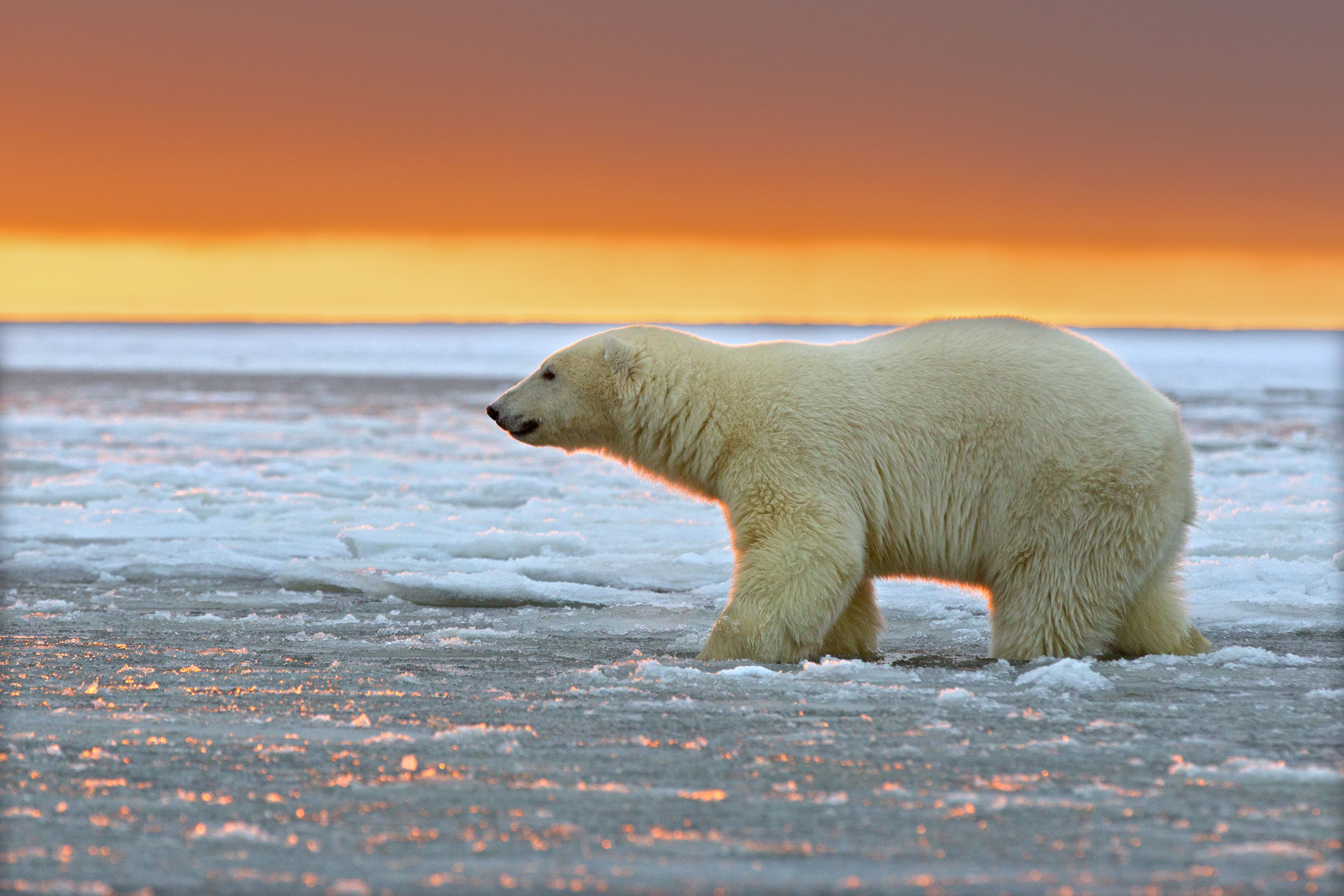 Дикая природа белого медведя. Национальный Арктический заповедник Аляска. Белый медведь арктических пустынь. Арктический Полярный медведь. Белые медведи на Аляске.